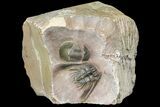 Kettneraspis Trilobite With Paralejurus - Lghaft, Morocco #165938-2
